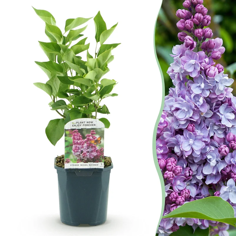 Syringa vulgaris Michel Buchner - Hardy - Pink - 1 Plant - Pot 17cm - Height 45cm