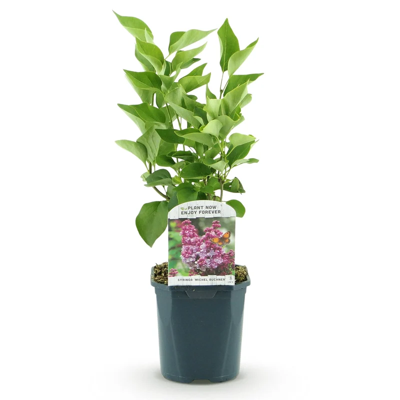 Syringa vulgaris Michel Buchner - Hardy - Pink - 1 Plant - Pot 17cm - Height 45cm