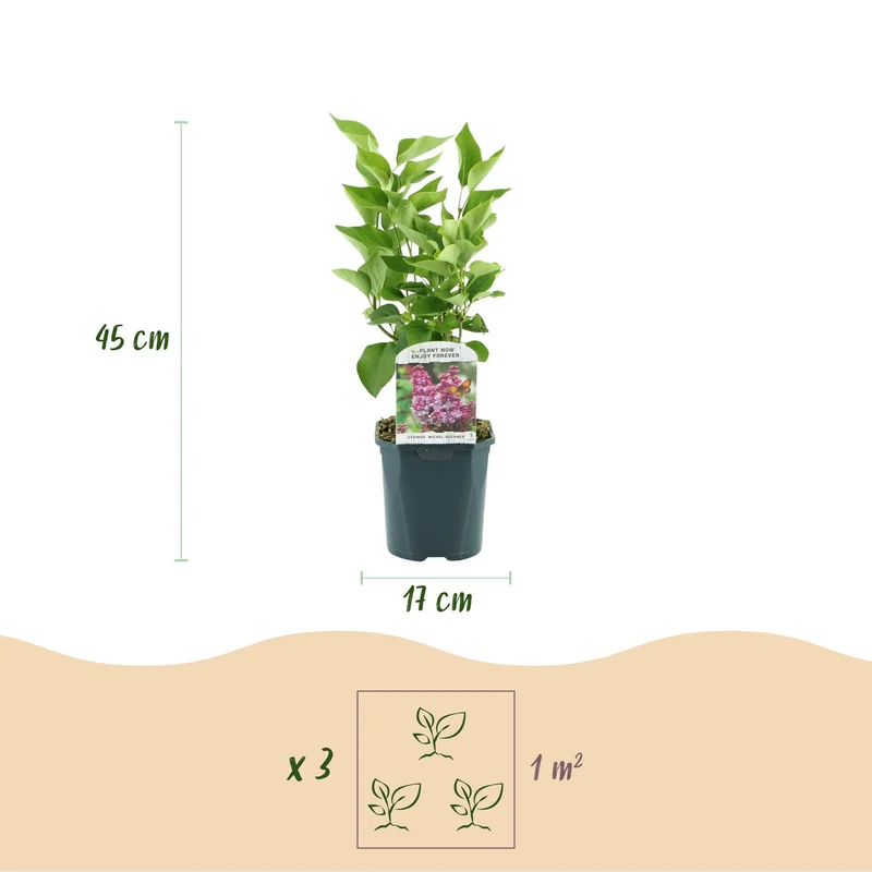 Syringa vulgaris Michel Buchner - Hardy - Pink - 1 Plant - Pot 17cm - Height 45cm