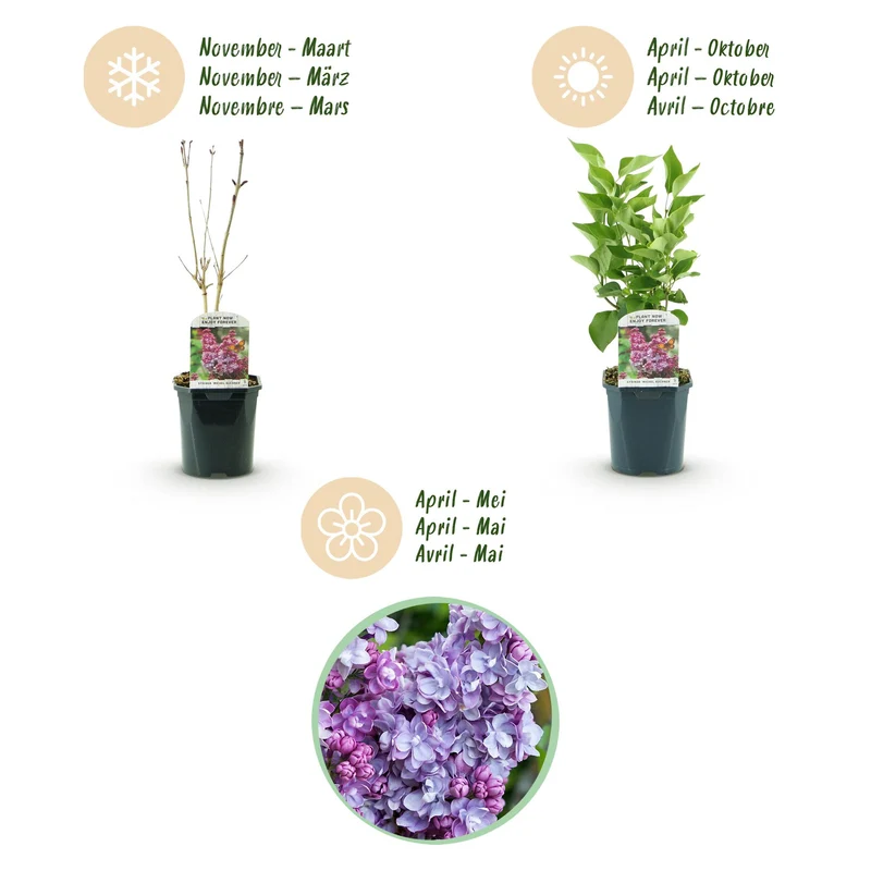 Syringa vulgaris Michel Buchner - Hardy - Pink - 1 Plant - Pot 17cm - Height 45cm