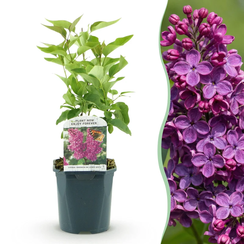 Syringa vulgaris Ludwig Spath - Common Lilac - Hardy - Purple - 1 Plant - Pot 17cm - Height 45cm
