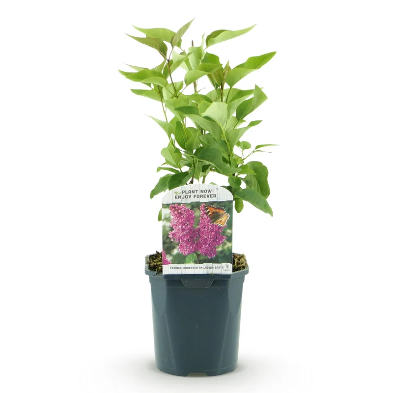 Syringa vulgaris Ludwig Spath - Common Lilac - Hardy - Purple - 1 Plant - Pot 17cm - Height 45cm