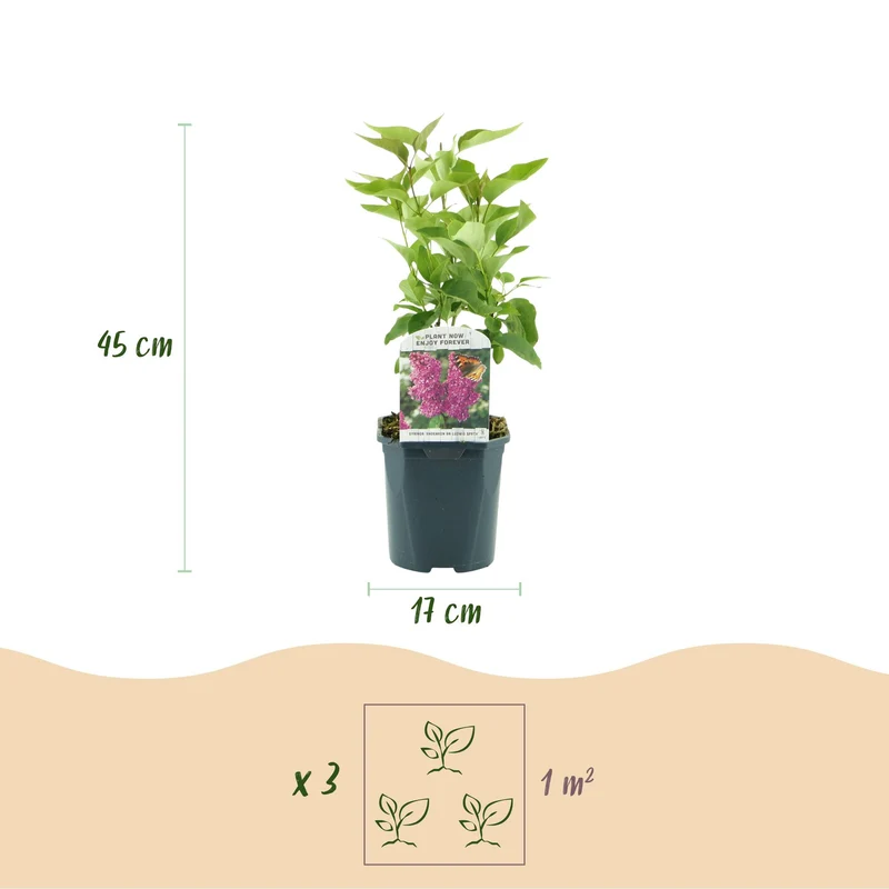 Syringa vulgaris Ludwig Spath - Common Lilac - Hardy - Purple - 1 Plant - Pot 17cm - Height 45cm