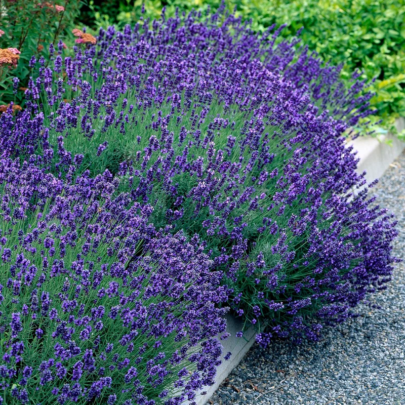 Lavendel angustifolia Hidcote - Winterhart - Lila - 1 Pflanze - Topf 12cm - Höhe 20-25cm