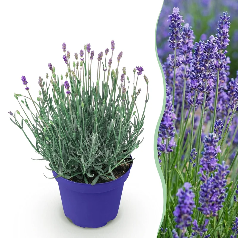 Lavendel angustifolia Hidcote - Winterhart - Lila - 1 Pflanze - Topf 12cm - Höhe 20-25cm