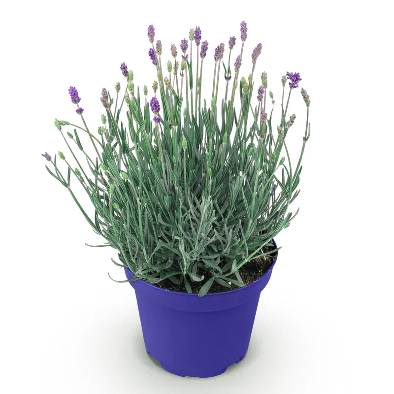 Lavendel angustifolia Hidcote - Winterhart - Lila - 1 Pflanze - Topf 12cm - Höhe 20-25cm