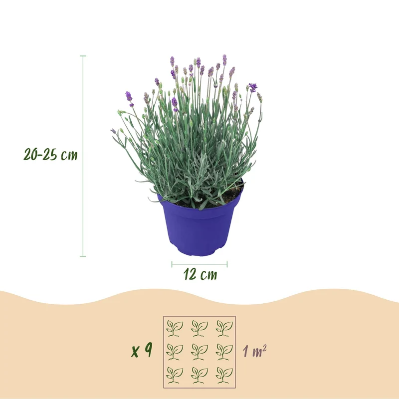 Lavendel angustifolia Hidcote - Winterhart - Lila - 1 Pflanze - Topf 12cm - Höhe 20-25cm