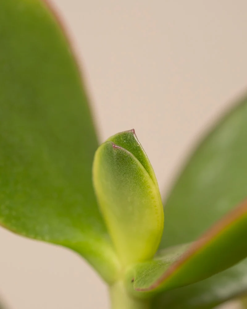 Geldbaum panaschiert