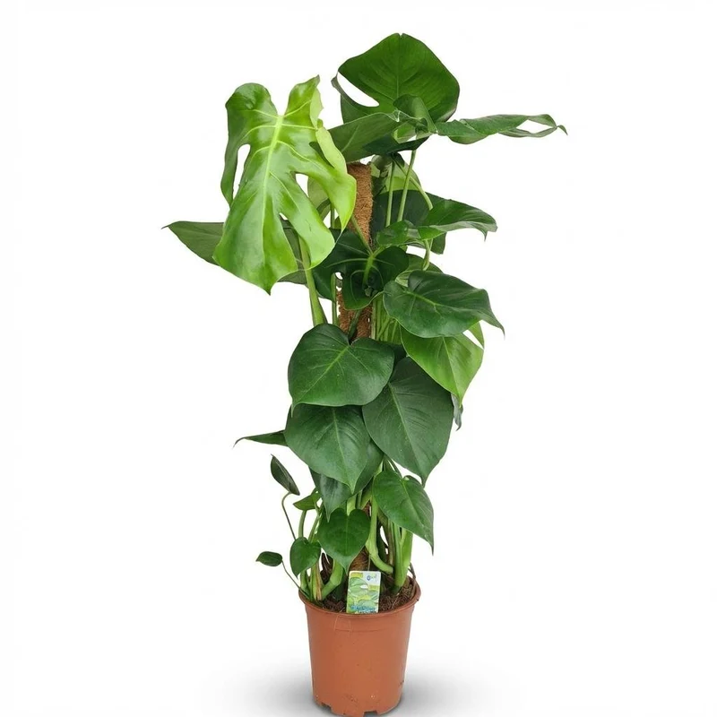 Monstera Deliciosa Moosstab kaufen | Fensterblatt – Topf Ø 19 cm, Höhe 90 cm