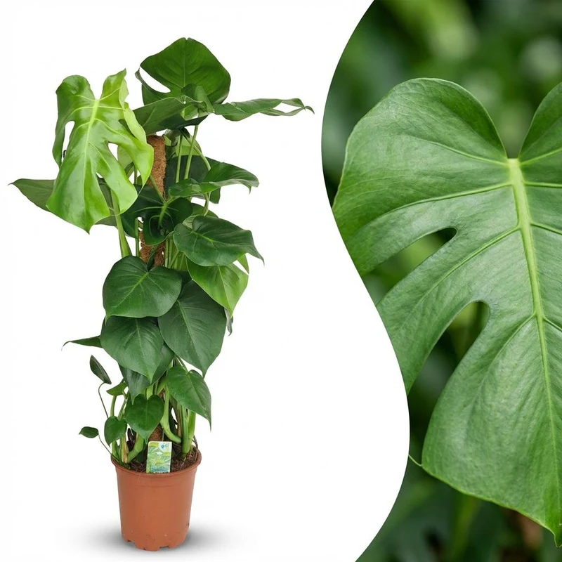 Monstera Deliciosa Moosstab kaufen | Fensterblatt – Topf Ø 19 cm, Höhe 90 cm