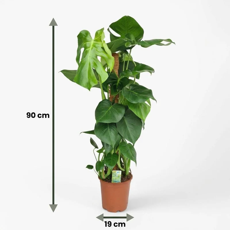 Monstera Deliciosa Moosstab kaufen | Fensterblatt – Topf Ø 19 cm, Höhe 90 cm
