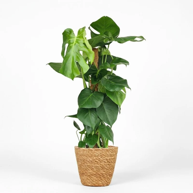 Monstera Deliciosa Moosstab kaufen | Fensterblatt – Topf Ø 19 cm, Höhe 90 cm