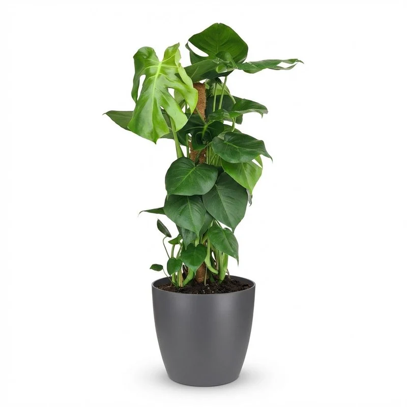 Monstera Deliciosa Moosstab kaufen | Fensterblatt – Topf Ø 19 cm, Höhe 90 cm