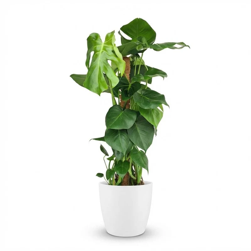 Monstera Deliciosa Moosstab kaufen | Fensterblatt – Topf Ø 19 cm, Höhe 90 cm
