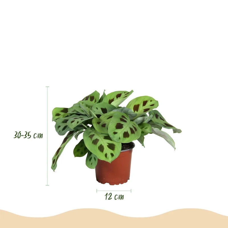 Maranta 3er-Set kaufen | Silverband, Lemon Lime & Kerchoveana