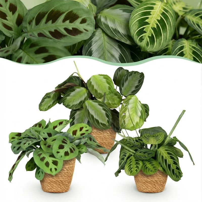 Maranta 3er-Set kaufen | Silverband, Lemon Lime & Kerchoveana
