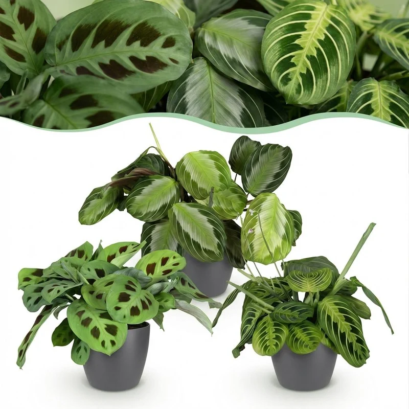 Maranta 3er-Set kaufen | Silverband, Lemon Lime & Kerchoveana