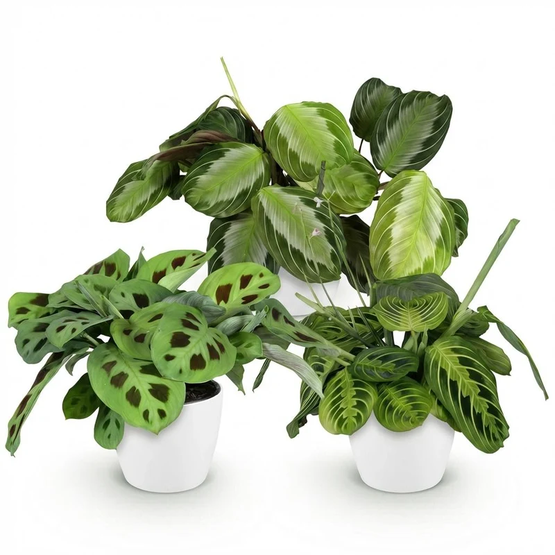 Maranta 3er-Set kaufen | Silverband, Lemon Lime & Kerchoveana