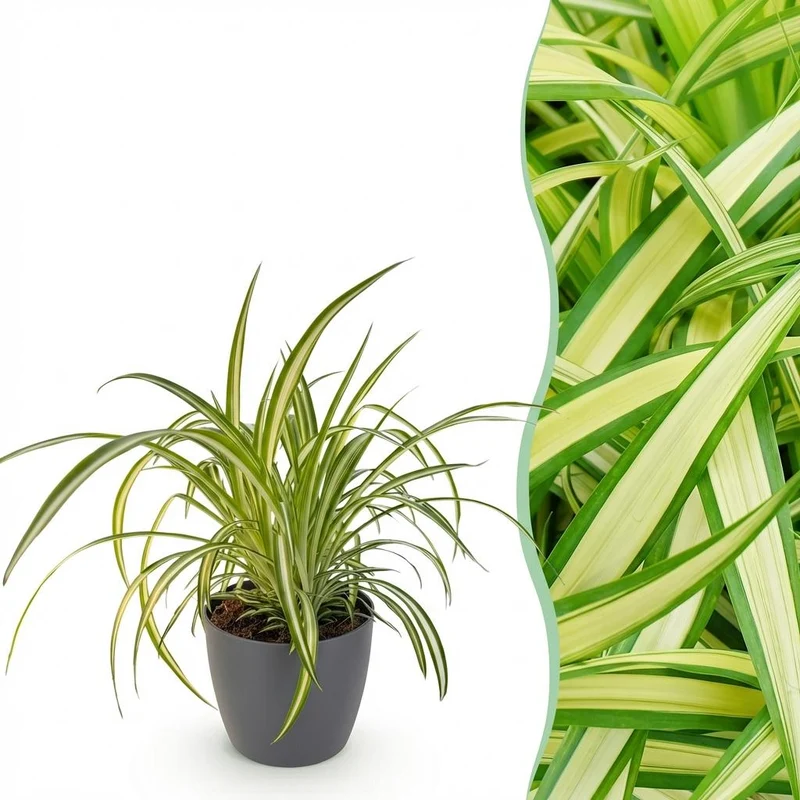 Grünlilie Variegatum kaufen | Chlorophytum – Topf Ø 12 cm