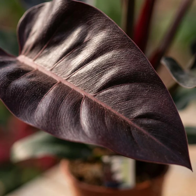 Philodendron Imperial Red kaufen | Zimmerpflanze – Topf Ø 19 cm, Höhe 60 cm