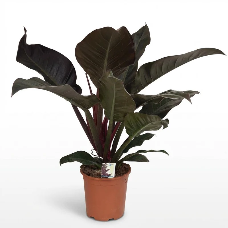 Philodendron Imperial Red kaufen | Zimmerpflanze – Topf Ø 19 cm, Höhe 60 cm