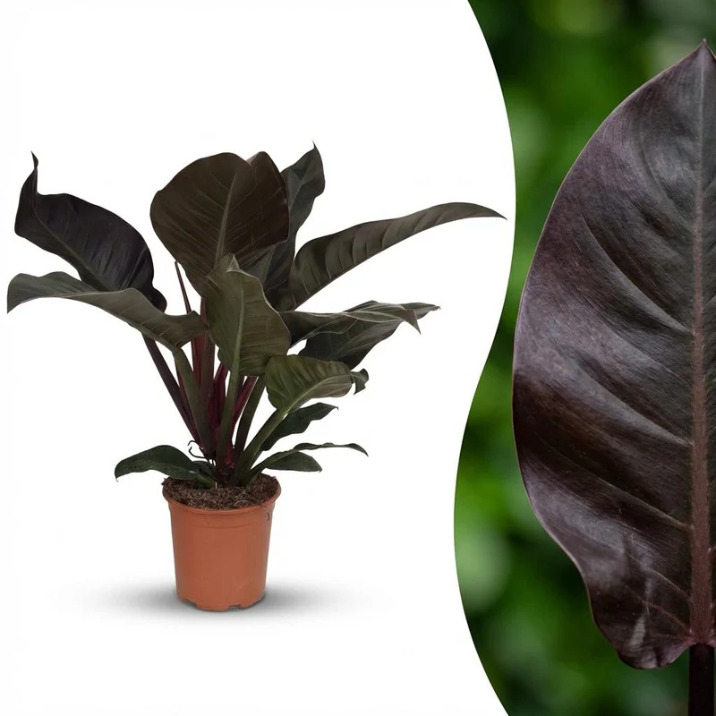 Philodendron Imperial Red kaufen | Zimmerpflanze – Topf Ø 19 cm, Höhe 60 cm