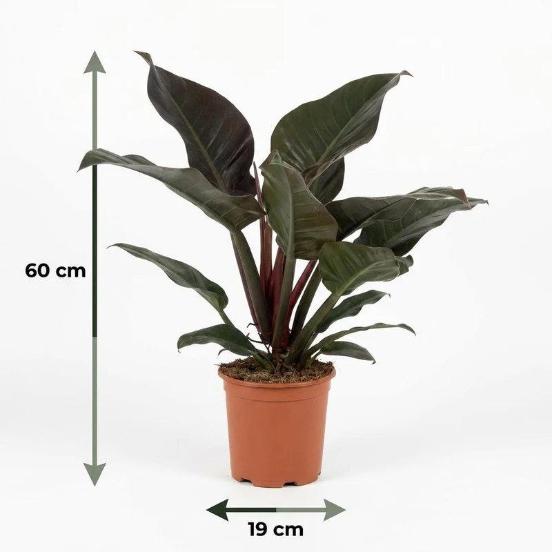 Philodendron Imperial Red kaufen | Zimmerpflanze – Topf Ø 19 cm, Höhe 60 cm