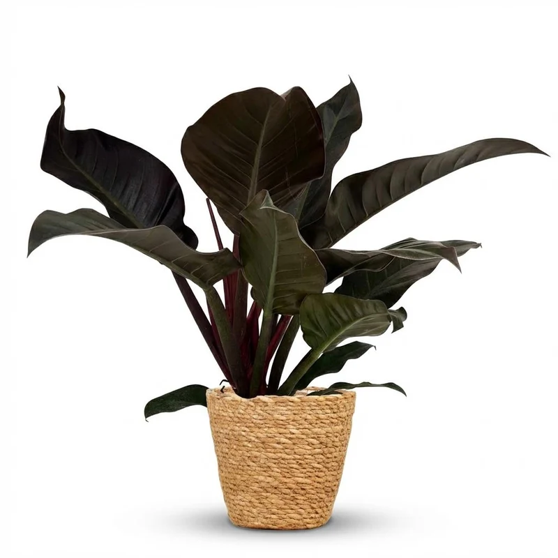 Philodendron Imperial Red kaufen | Zimmerpflanze – Topf Ø 19 cm, Höhe 60 cm