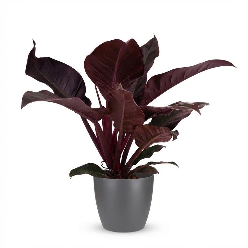 Philodendron Imperial Red kaufen | Zimmerpflanze – Topf Ø 19 cm, Höhe 60 cm