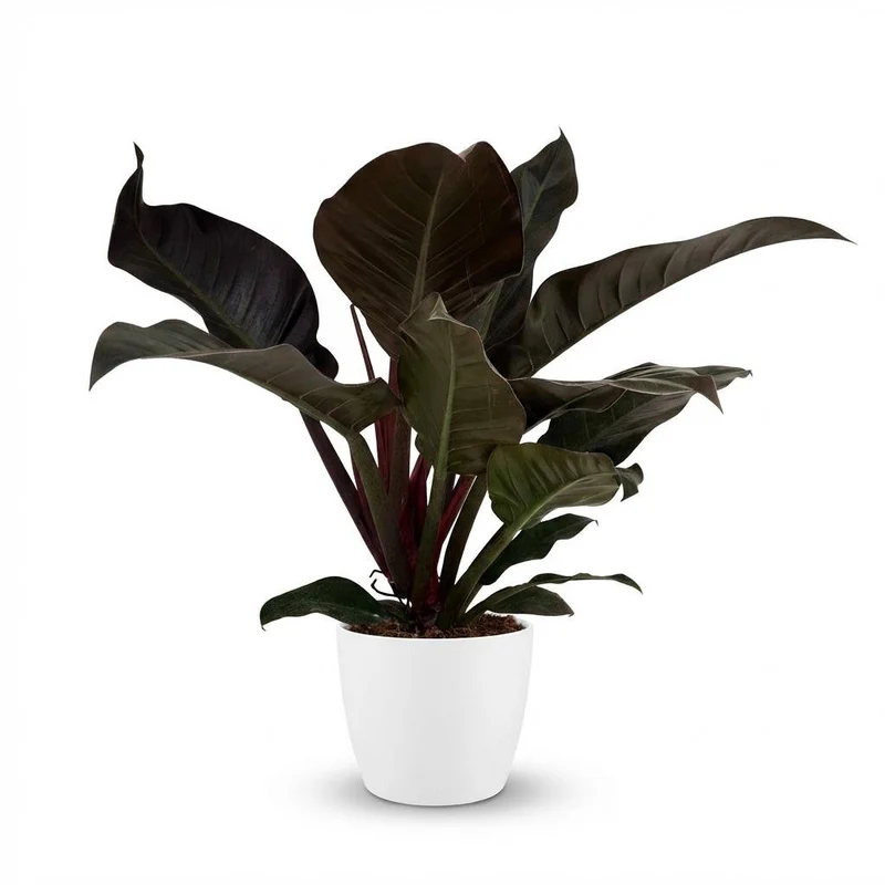 Philodendron Imperial Red kaufen | Zimmerpflanze – Topf Ø 19 cm, Höhe 60 cm