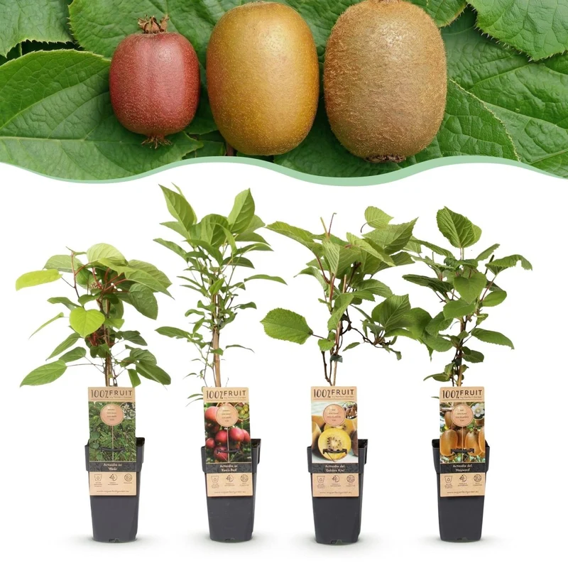 Kiwi kaufen | Actinidia Set Weiki + Hayward + Ken’s Red + Golden – 1 männlich + 3 weiblich