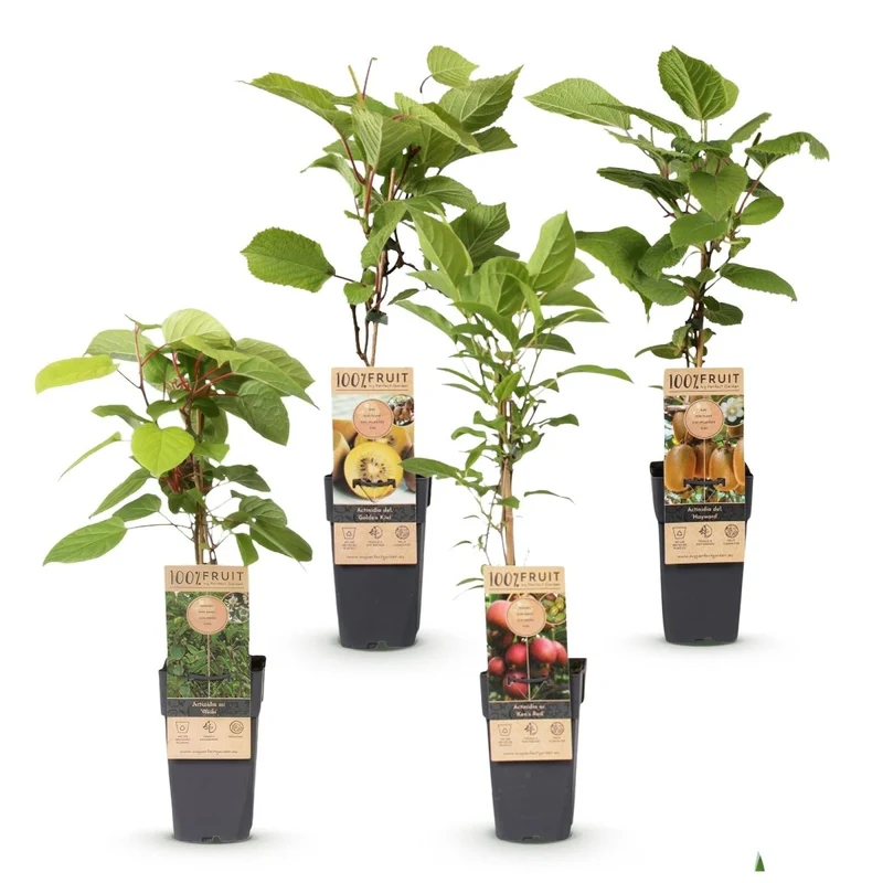 Kiwi kaufen | Actinidia Set Weiki + Hayward + Ken’s Red + Golden – 1 männlich + 3 weiblich