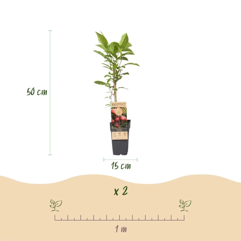 Kiwi kaufen | Actinidia Set Weiki + Hayward + Ken’s Red + Golden – 1 männlich + 3 weiblich