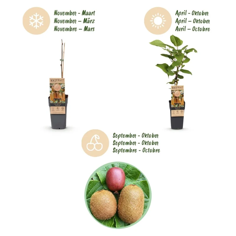 Kiwi kaufen | Actinidia Set Weiki + Hayward + Ken’s Red + Golden – 1 männlich + 3 weiblich