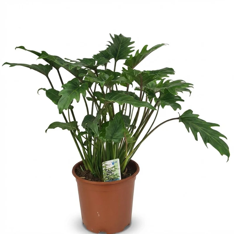Philodendron Xanadu kaufen | Zimmerpflanze – Topf Ø 19 cm, Höhe 60 cm