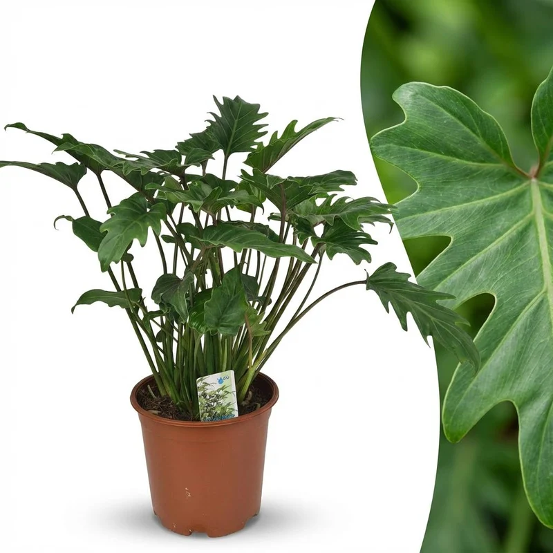Philodendron Xanadu kaufen | Zimmerpflanze – Topf Ø 19 cm, Höhe 60 cm