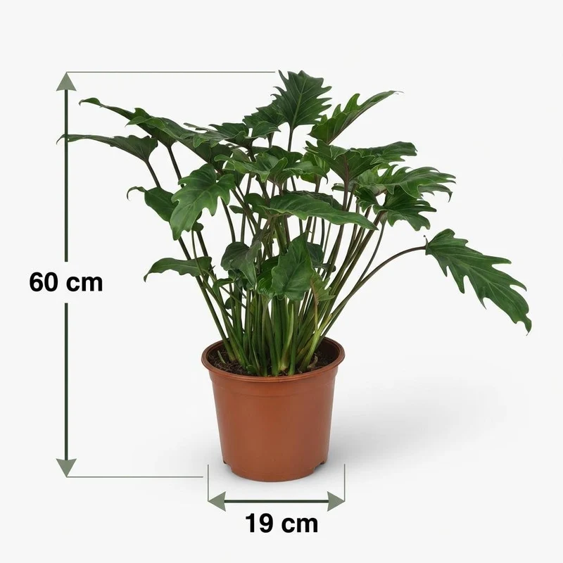 Philodendron Xanadu kaufen | Zimmerpflanze – Topf Ø 19 cm, Höhe 60 cm