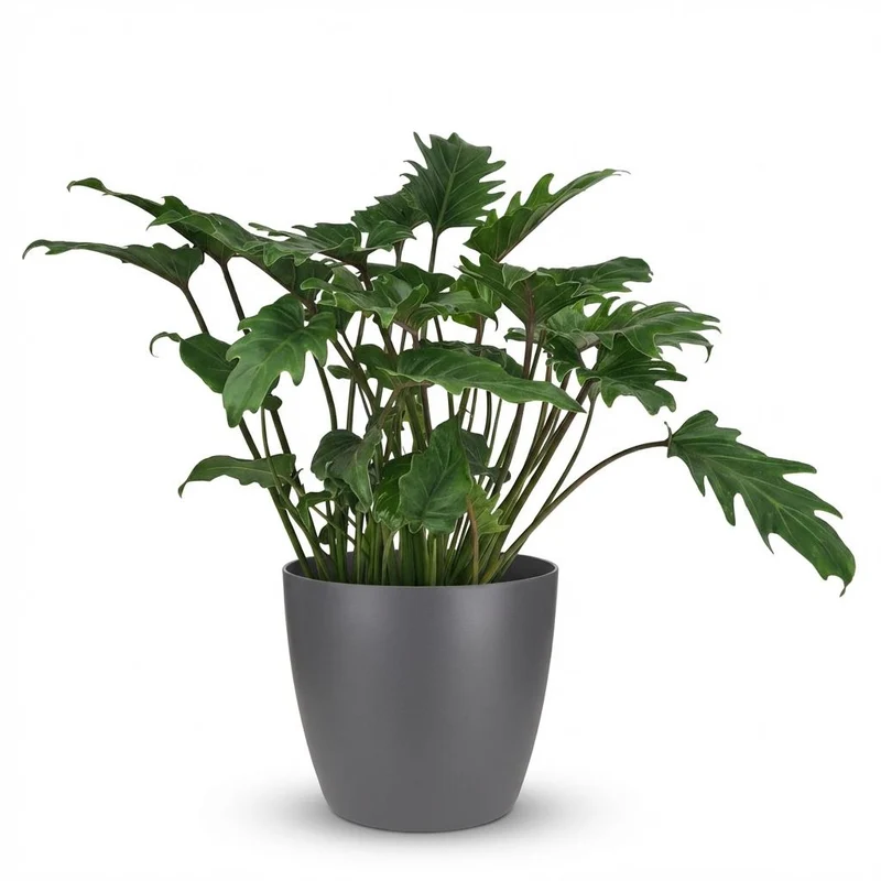 Philodendron Xanadu kaufen | Zimmerpflanze – Topf Ø 19 cm, Höhe 60 cm
