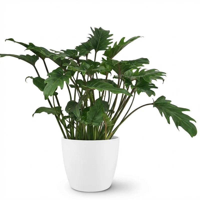 Philodendron Xanadu kaufen | Zimmerpflanze – Topf Ø 19 cm, Höhe 60 cm