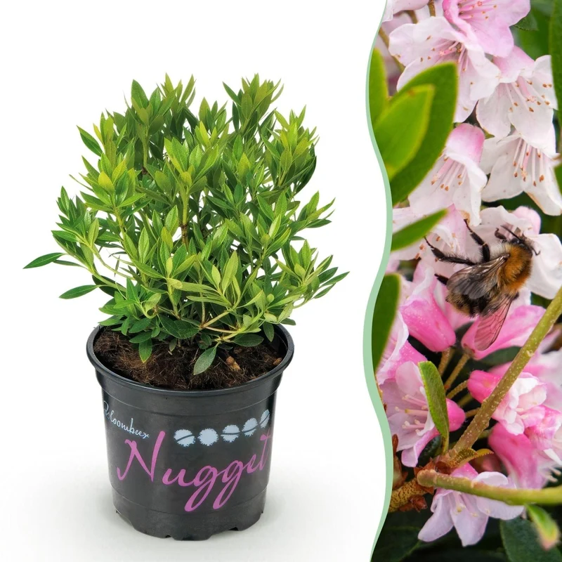 Rhododendron Bloombux Light Pink kaufen | Topf Ø 10,5 cm, Höhe 20–25 cm