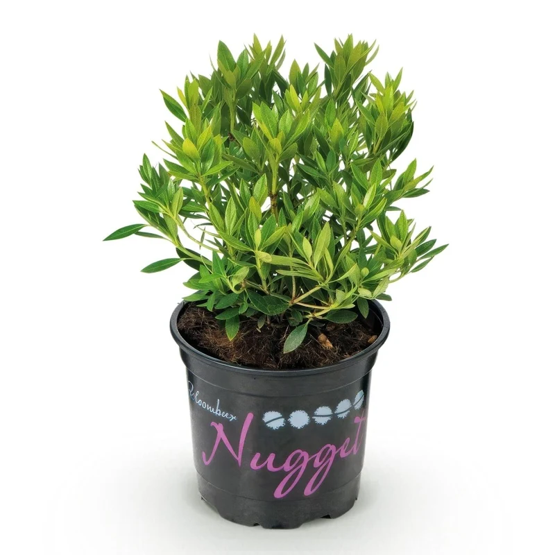 Rhododendron Bloombux Light Pink kaufen | Topf Ø 10,5 cm, Höhe 20–25 cm