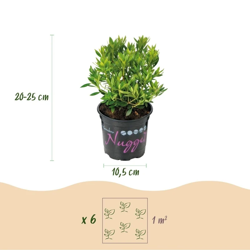 Rhododendron Bloombux Light Pink kaufen | Topf Ø 10,5 cm, Höhe 20–25 cm