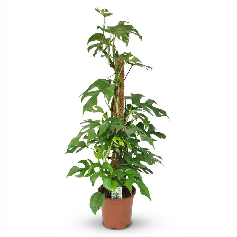 Monstera Minima Moosstab kaufen | Mini-Fensterblatt – Topf Ø 19 cm, Höhe 90 cm