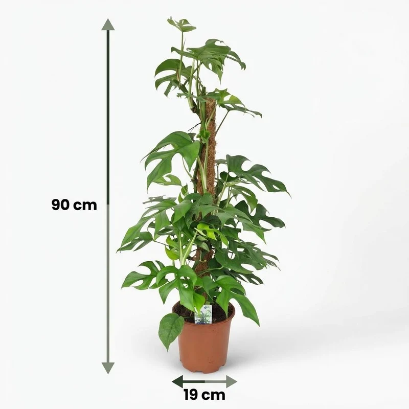 Monstera Minima Moosstab kaufen | Mini-Fensterblatt – Topf Ø 19 cm, Höhe 90 cm