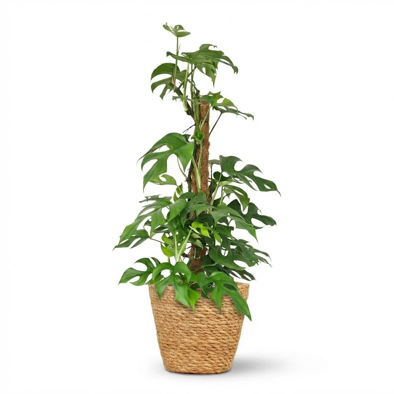 Monstera Minima Moosstab kaufen | Mini-Fensterblatt – Topf Ø 19 cm, Höhe 90 cm