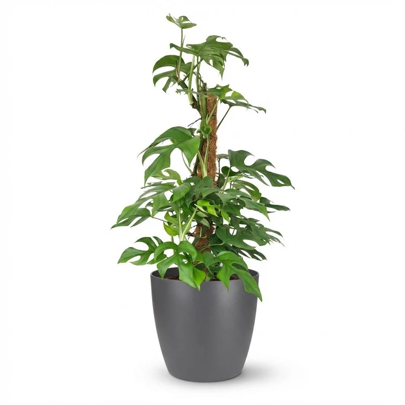 Monstera Minima Moosstab kaufen | Mini-Fensterblatt – Topf Ø 19 cm, Höhe 90 cm