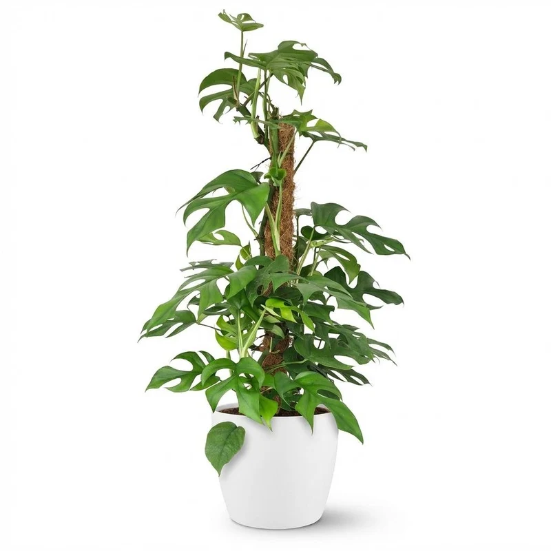 Monstera Minima Moosstab kaufen | Mini-Fensterblatt – Topf Ø 19 cm, Höhe 90 cm