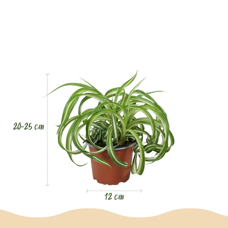 Grünlilie Bonnie kaufen | gelockte Blätter – Topf Ø 12 cm