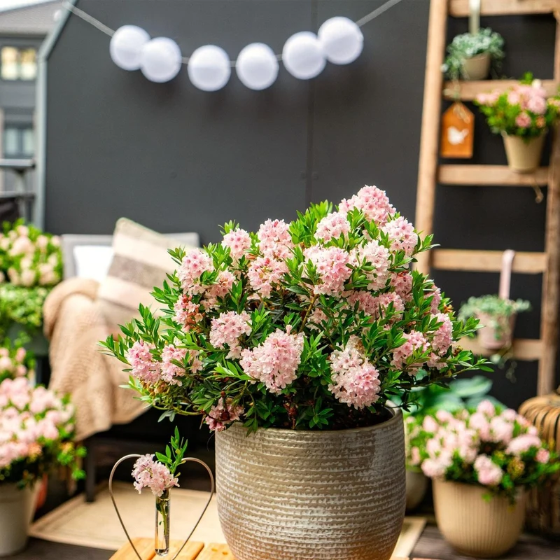 Rhododendron Bloombux Light Pink kaufen | Topf Ø 17 cm, Höhe 30–40 cm