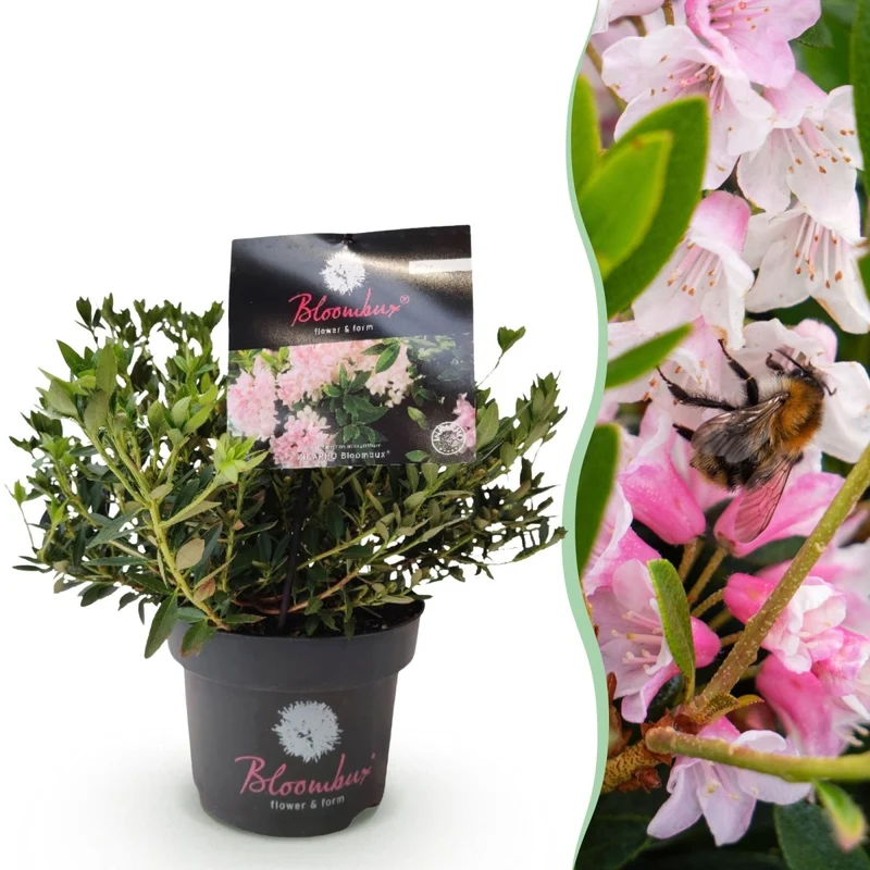Rhododendron Bloombux Light Pink kaufen | Topf Ø 17 cm, Höhe 30–40 cm
